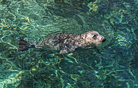 Harbor Seal (2016) by Chris Wellner. Original from Smithsonian&#39;s National Zoo. Digitally enhanced by rawpixel.
