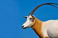 Scimitar-horned Oryx (2016) by Dolores Reed. Original from Smithsonian&#39;s National Zoo. Digitally enhanced by rawpixel.
