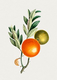 Hand drawn Chinese mandarin orange. Original from Biodiversity Heritage Library. Digitally enhanced by rawpixel.