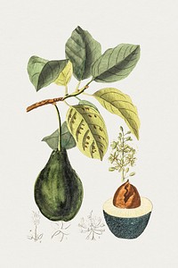 Hand drawn avocado. Original from Biodiversity Heritage Library. Digitally enhanced by rawpixel.