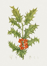 Hand drawn holly. Original from Biodiversity Heritage Library. Digitally enhanced by rawpixel.