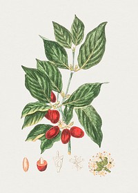 Hand drawn Cornelian cherry. Original from Biodiversity Heritage Library. Digitally enhanced by rawpixel.