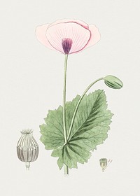 Hand drawn opium poppy. Original from Biodiversity Heritage Library. Digitally enhanced by rawpixel.