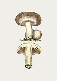 Hand drawn field mushroom. Original from Biodiversity Heritage Library. Digitally enhanced by rawpixel.