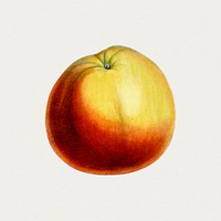 Vintage Annie Elizabeth apple. Original from Biodiversity Heritage Library. Digitally enhanced by rawpixel.
