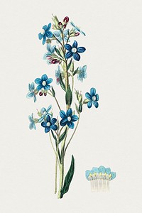 Hand drawn Italian alkanet. Original from Biodiversity Heritage Library. Digitally enhanced by rawpixel.