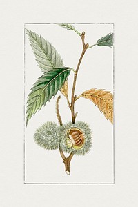 Hand drawn fresh chestnut. Original from Biodiversity Heritage Library. Digitally enhanced by rawpixel.