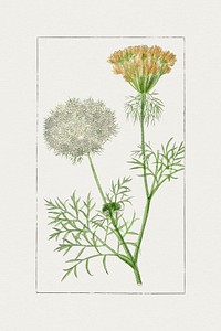 Hand drawn wild carrot flower. Original from Biodiversity Heritage Library. Digitally enhanced by rawpixel.