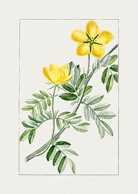 Hand drawn tribulus terrestris flower. Original from Biodiversity Heritage Library. Digitally enhanced by rawpixel.