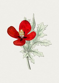 Hand drawn red horned-poppy. Original from Biodiversity Heritage Library. Digitally enhanced by rawpixel.