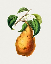 Hand drawn pear. Original from Biodiversity Heritage Library. Digitally enhanced by rawpixel.