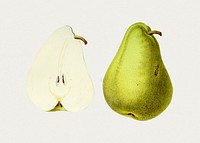 Hand drawn pear. Original from Biodiversity Heritage Library. Digitally enhanced by rawpixel.