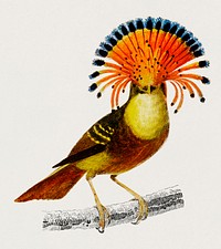 Royal flycatcher (Onychorhynchus) illustrated by <a href="https://www.rawpixel.com/search/Charles%20Dessalines%20D%27%20Orbigny?&amp;page=1">Charles Dessalines D&#39; Orbign</a>y (1806-1876). Digitally enhanced from our own 1892 edition of Dictionnaire Universel D&#39;histoire Naturelle.