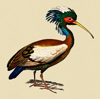 Vintage Illustration of Madagascan ibis.