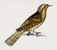 Eurasian wryneck (Corcol d&rsquo;Europe) illustrated by <a href="https://www.rawpixel.com/search/Charles%20Dessalines%20D%27%20Orbigny?&amp;page=1">Charles Dessalines D&#39; Orbigny</a> (1806-1876). Digitally enhanced from our own 1892 edition of Dictionnaire Universel D&#39;histoire Naturelle.