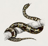 The Red-tailed boa (Boa Constrictor) illustrated by Charles Dessalines D' Orbigny (1806-1876). Digitally enhanced from our own 1892 edition of Dictionnaire Universel D'histoire Naturelle.