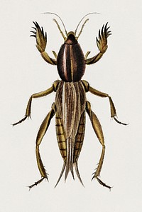 Australian Crickets (Gryllotalpa mitidula) illustrated by <a href="https://www.rawpixel.com/search/Charles%20Dessalines%20D%27%20Orbigny?&amp;page=1">Charles Dessalines D&#39; Orbigny</a> (1806-1876). Digitally enhanced from our own 1892 edition of Dictionnaire Universel D&#39;histoire Naturelle.