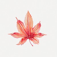 Vintage Japanese maple leaf art print, remix from artworks by Megata Morikaga