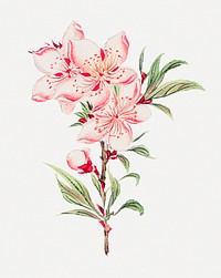 Vintage Japanese peach blossoms psd art print, remix from artworks by Megata Morikaga