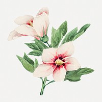 Vintage hibiscus flowers psd art print, remix from artworks by Megata Morikaga