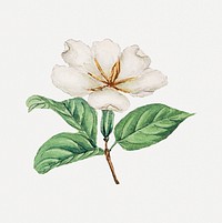 Vintage Japanese cape jasmine psd art print, remix from artworks by Megata Morikaga