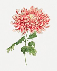 Vintage chrysanthemum flower psd art print, remix from artworks by Megata Morikaga