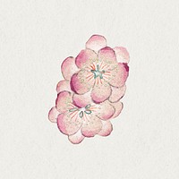 Chinese pink plum blossom psd, remix from artworks by Zhang Ruoai