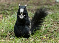 A squirrel at the Lowcountry Trail. Original image from <a href="https://www.rawpixel.com/search/carol%20m.%20highsmith?sort=curated&amp;page=1">Carol M. Highsmith</a>&rsquo;s America, Library of Congress collection. Digitally enhanced by rawpixel.