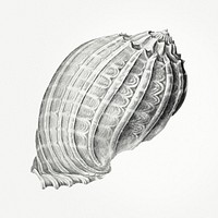 Vintage terrestrial snail illustration