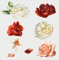 Illustration set of blooming roses in different colors