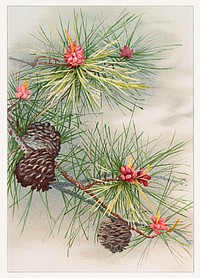 Birthday card depicting pines and flower (1885) from The Miriam and Ira D. Wallach Division of Art, Prints and Photographs: Picture Collection published by <a href="https://www.rawpixel.com/search/L.%20prong%20%26%20Co?sort=curated&amp;page=1">L. Prang &amp; Co</a>. Original from the New York Public Library. Digitally enhanced by rawpixel.