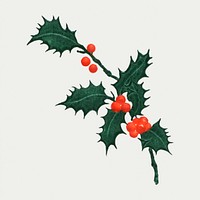 Vintage holly branch with leaves illustration for a Christmas card