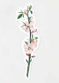 Hand drawn peach flower branch sticker with a white border