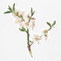 Hand drawn almond flower branch sticker with a white border