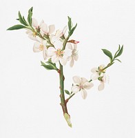 Vintage Illustration of Almond tree flower.