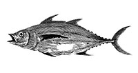 Vintage illustration of Fish