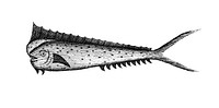 Vintage illustration of Fish