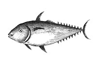 Vintage illustration of the flying fish