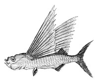 Vintage illustration of the flying fish