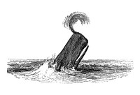Vintage illustrations of sperm whale