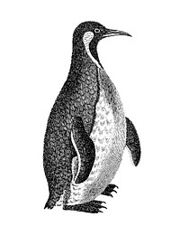Vintage illustration of Patagonian penguin