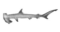Vintage illustrations of Hammer-headed Shark