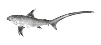 Vintage illustrations of Shark