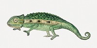 Namaqua chameleon psd antique watercolor animal illustration, remixed from the artworks by Robert Jacob Gordon