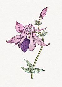 Vintage columbine flower design element