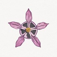 Vintage columbine flower design element
