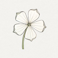 Vintage white&ndash;flowered gourdflower design element