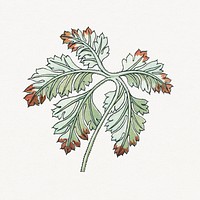 Vintage geranium leaf design element
