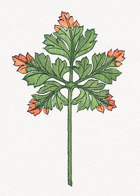 Vintage geranium leaf design element