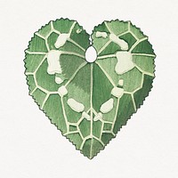 Vintage cyclamen leaf design element
